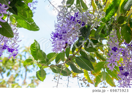 Wasp on Petrea volubilis flower Wasp on Petrea volubilis flower 69875923