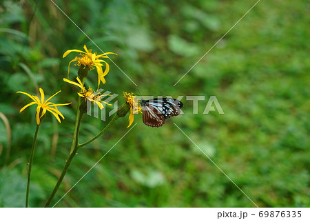 マルバダケブキの蜜を吸うアサギマダラ 69876335