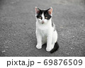 Black-white kitten sits on the pavement during the day. 69876509