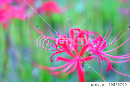 彼岸花_接写 69876799