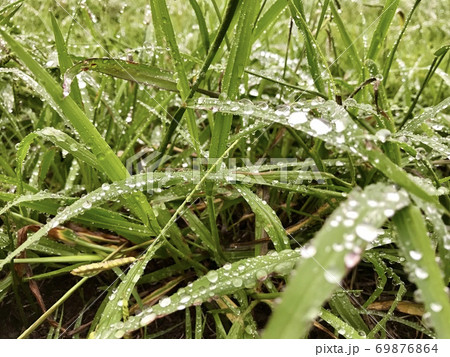 雨露 雨露 69876864