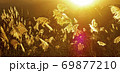台湾 草 芝生 69877210