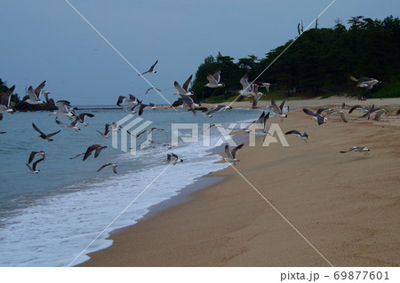 砂浜で飛び立つカモメの群れ 京都府 海岸の風景の写真素材 砂浜で飛び立つカモメの群れ 京都府 海岸の風景の写真素材