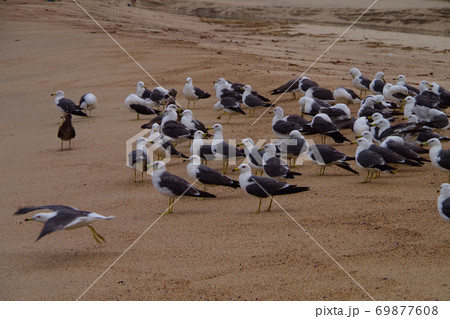 砂浜で飛び立つカモメの群れ 京都府 海岸の風景の写真素材 砂浜で飛び立つカモメの群れ 京都府 海岸の風景の写真素材