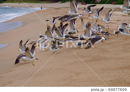 砂浜で飛び立つカモメの群れ 京都府 海岸の風景の写真素材 砂浜で飛び立つカモメの群れ 京都府 海岸の風景の写真素材