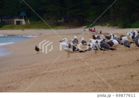 砂浜で飛び立つカモメの群れ 京都府 海岸の風景の写真素材 砂浜で飛び立つカモメの群れ 京都府 海岸の風景の写真素材