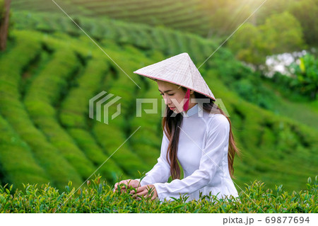Asian woman wearing Vietnam culture traditional in tea plantation. 69877694