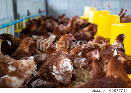 Brown chickens, hens in farm. 69877712