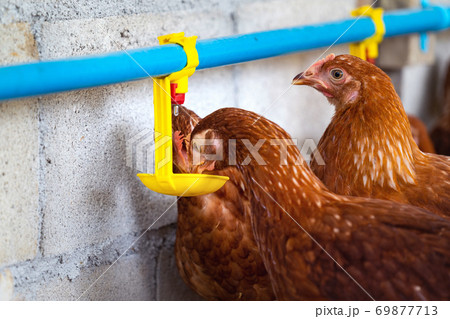 Hens, Chickens drinking water by nipple in Farm. 69877713