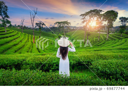 Asian woman wearing Vietnam culture traditional in tea plantation in Chiang Rai, Thailand. 69877744