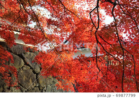 上田城の紅葉の写真素材