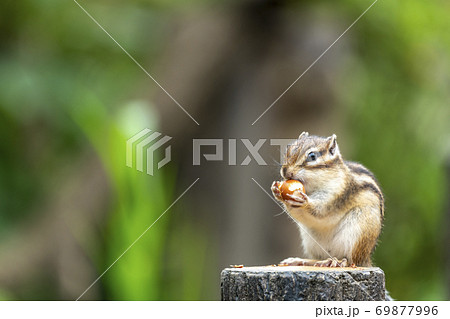 木の実を食べるシマリス 69877996