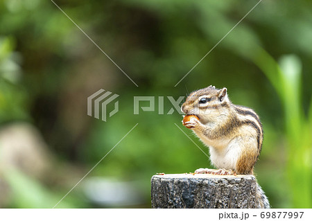 木の実を食べるシマリス 69877997