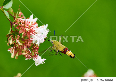 オオスカシバの吸蜜 ホバリングする虫の写真素材