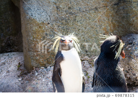とがった髪の毛がついたイワトビペンギンたち　エジンバラ動物園にて 69878315