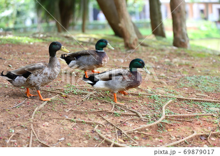 アヒル あひる 鴨 69879017