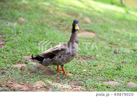 アヒル あひる 鴨 69879020