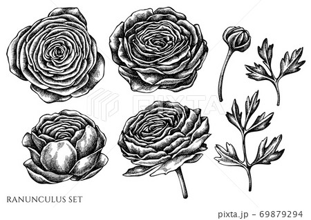 Vector Set Of Hand Drawn Black And White のイラスト素材
