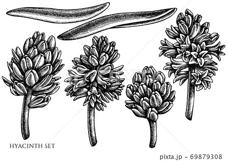 Vector Set Of Hand Drawn Black And White Hyacinthのイラスト素材