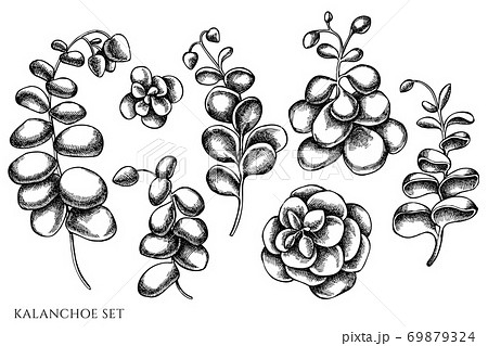 Vector Set Of Hand Drawn Black And White Kalanchoeのイラスト素材
