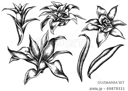 Vector set of hand drawn black and white guzmania 69879331