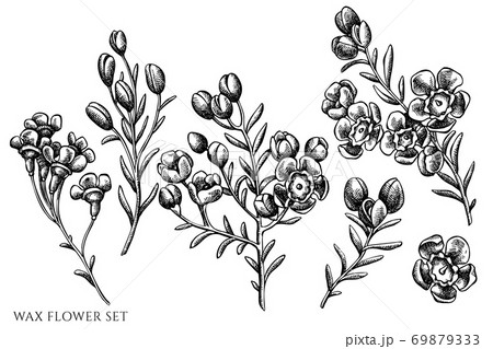 Vector set of hand drawn black and white wax flower 69879333