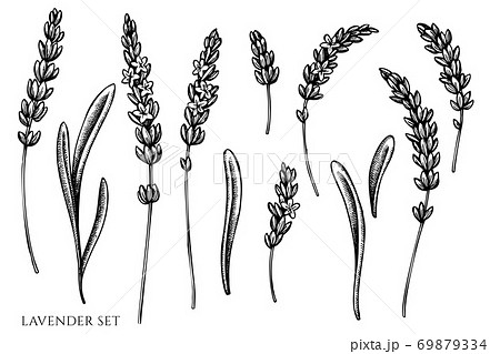 Vector set of hand drawn black and white lavender 69879334