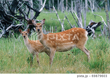 春国岱　シカ 69879603