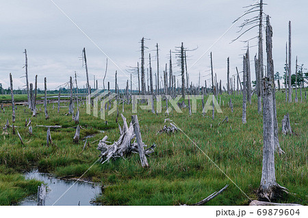 春国岱　枯れ木 69879604