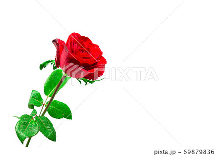 Red rose on a white background. Clipping path Red rose on a white background. Clipping path 69879836