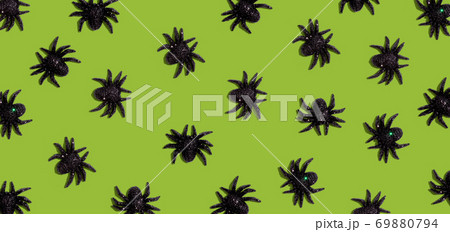 Halloween black spiders Halloween black spiders 69880794