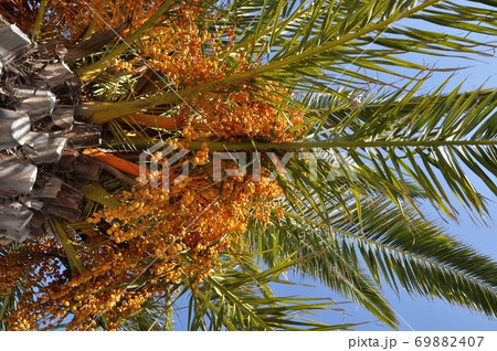 Date palm 69882407