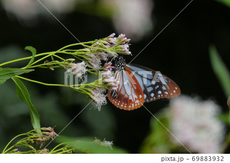 アサギマダラ 69883932