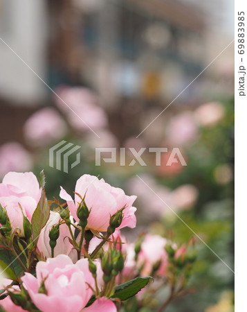 バラの季節 バラの季節 69883985
