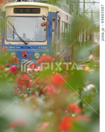 バラの季節 69883987