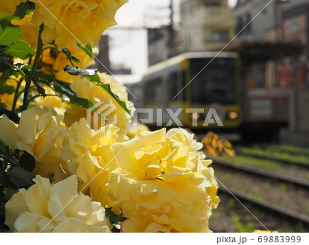 バラの季節 バラの季節 69883999