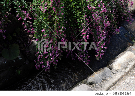 水路に垂れる萩の花 69884164