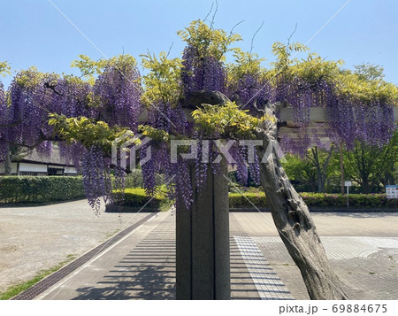 藤棚 69884675