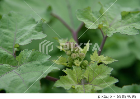 オオオナモミのつぼみ 69884698