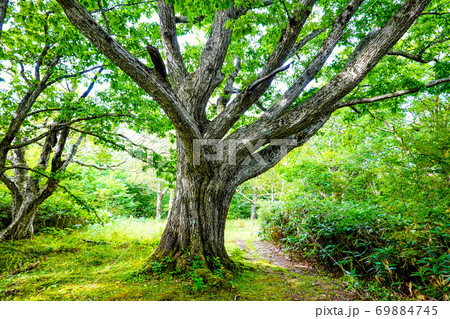 森の巨人 69884745