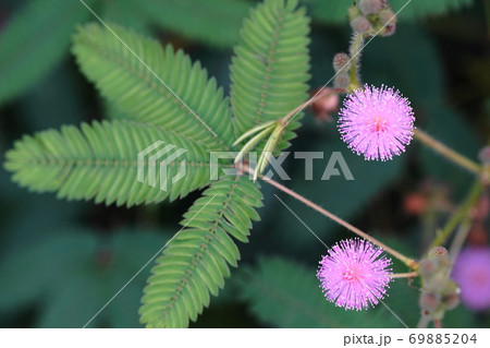 9月　調布621オジギソウ(眠り草)･マメ科･京王フローラルガーデンアンジェ 69885204