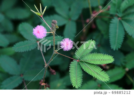 9月　調布617オジギソウ(眠り草)･マメ科･京王フローラルガーデンアンジェ 69885212