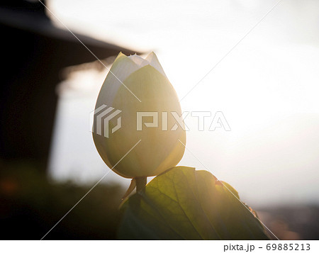 和歌山県海南市 日限地蔵(浄土寺) の蓮 和歌山県海南市 日限地蔵(浄土寺) の蓮 69885213