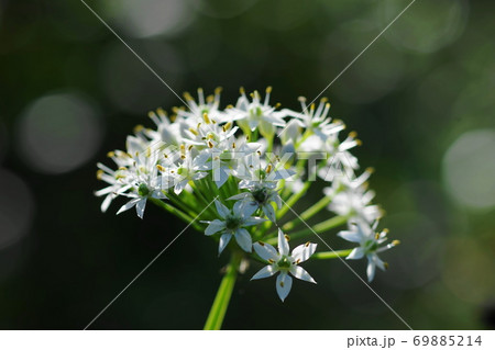 9月　調布614ニラ(韮)･ヒガンバナ科･京王フローラルガーデンアンジェ 69885214