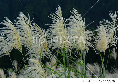 荻の写真素材