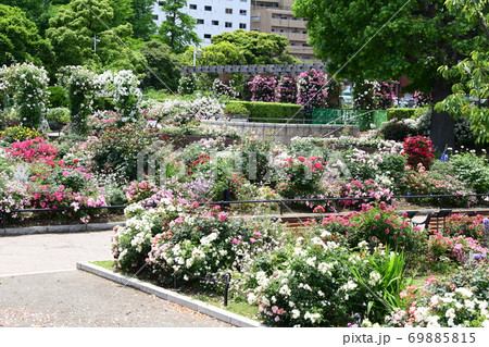 横浜の花畑 69885815