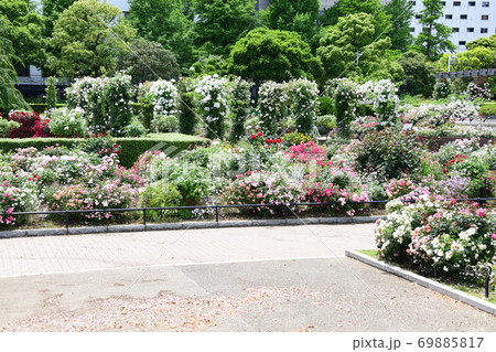 横浜の花畑 69885817