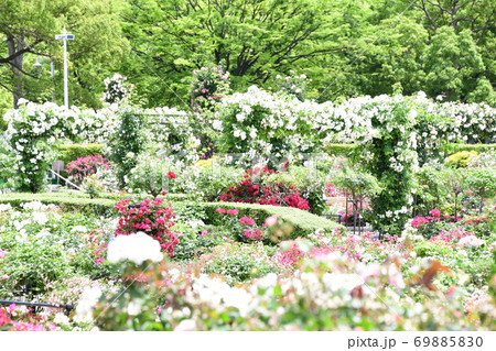横浜の花畑 69885830