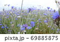 Camera moving through Meadow knapweed wildflowers in the summer field without people close up slow 69885875