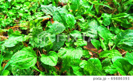 オオバコが生えている野の風景 オオバコが生えている野の風景 69886393